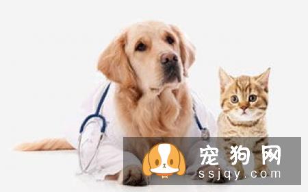 狗狗分娩过程是怎样的？