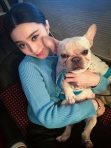 法国斗牛犬怎么饲养 法国斗牛犬的饲养方法
