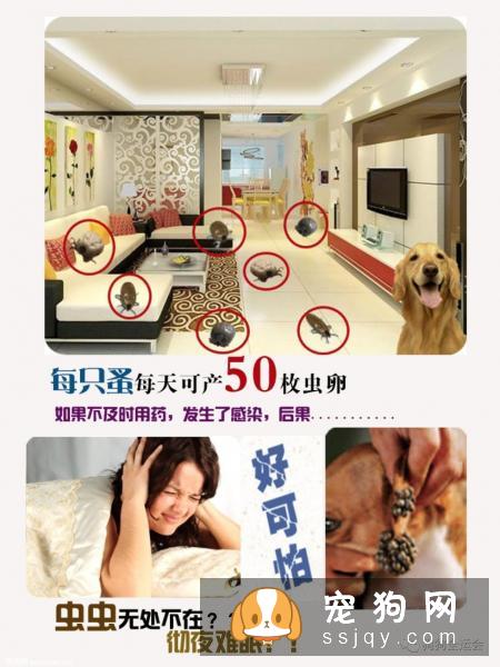 关于狗狗驱虫：闷热潮湿的8月份，是什么1变100？