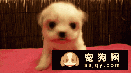 让狗狗适应航空箱有很多好处