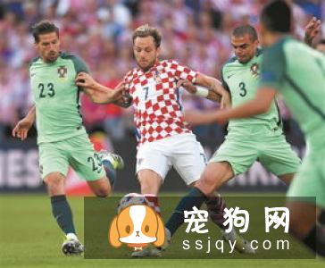 小型葡萄牙波登可犬训练方法_多少钱一只