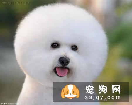狗狗的记忆力有多长？