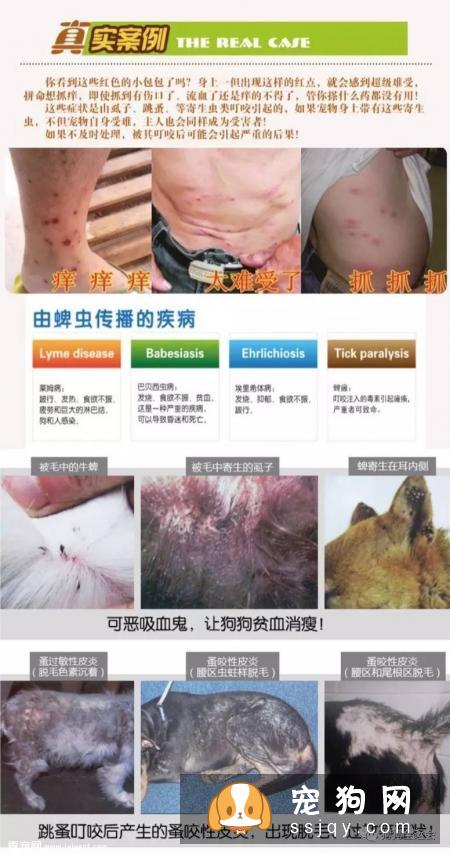 关于狗狗驱虫：闷热潮湿的8月份，是什么1变100？
