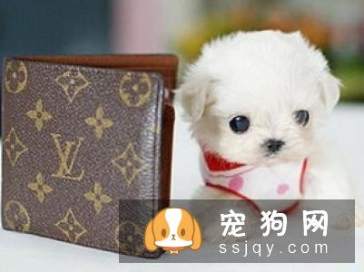 茶杯犬真的能放进杯子里吗？