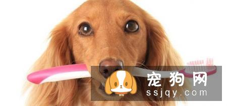 狗狗口臭应该怎么办？