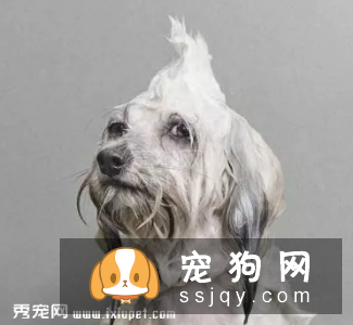 狗狗冬季洗澡美容实用指南