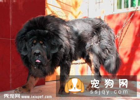 公藏獒和铁包金有什么区别?