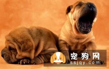 英国雪达蹲猎犬的外形特征及饲养方法_训练|图片