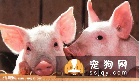 狗狗不能吃猪肉？这个说法是错误的！