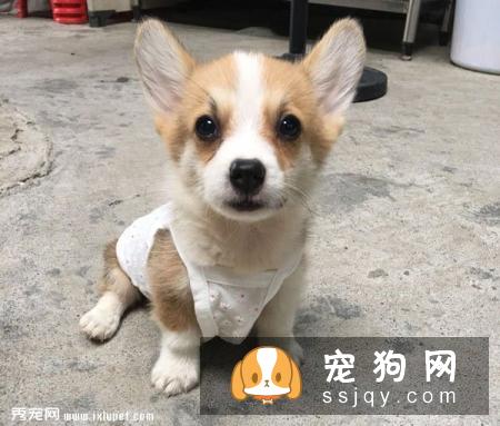 狗狗常见的五个坏毛病以及纠正方法