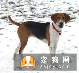 成犬狗粮应该如何挑选