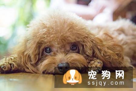 狗狗能不能常吃益生菌，狗狗吃益生菌有什么好处