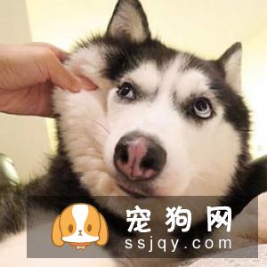 这样训练狗狗定点大小便，让它不再乱拉乱尿