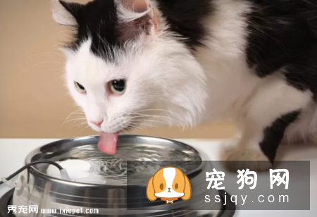 宠物这几个常见病，你知道如何预防吗?