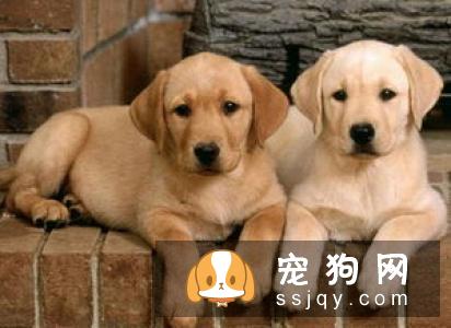 阿图瓦猎犬的饲养方式及外形特征