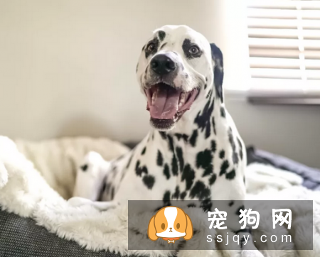 狗狗产后护理，是头等大事 不可忽视！
