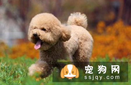 狗怎么养才聪明健康