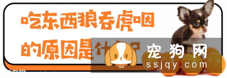 狗狗吃食狼吞虎咽不咀嚼，当心酿成大祸