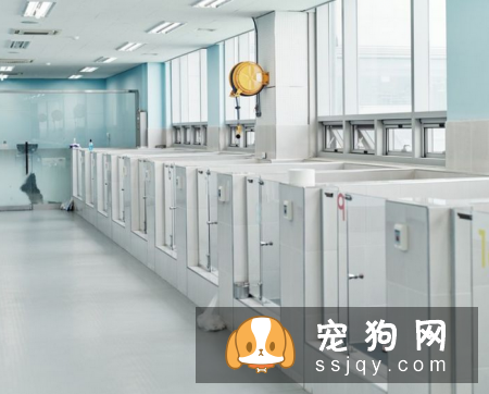 那些无法接受爱宠离世事实的家庭来说,克隆技术只能克隆相同的外型、基因