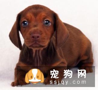 狗狗呕吐该怎么办?-家居装修问答