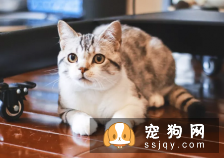 猫犬“哭泣”是在博取同情吗?