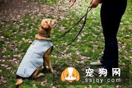 宠物对消毒剂的危害有哪些?-家居装修问答