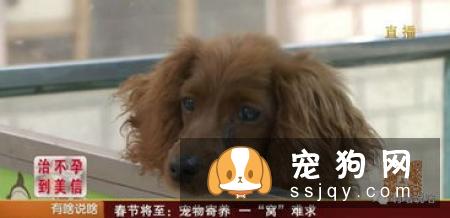 主人怎样给宠物做身体检查（下）