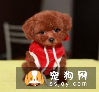 狗狗为什么会呕吐，引起狗狗呕吐的原因有哪些？