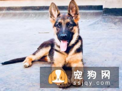 狗狗吃食时，不让任何人靠近该怎么办
