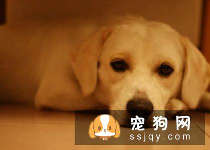 狗狗拉肚子怎么办？最全的治疗狗狗拉肚子方法