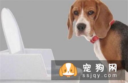 这样训练狗狗定点大小便，让它不再乱拉乱尿