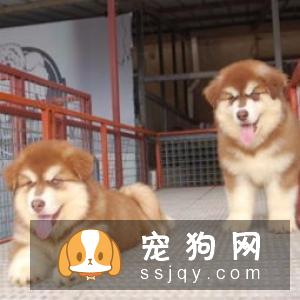 阿拉斯加犬多少钱一只,好不好训练|图片