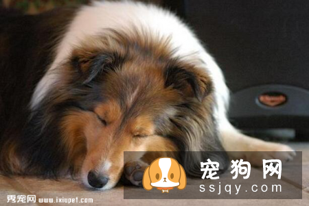 狗狗拉稀很活泼，狗狗拉稀但很精神