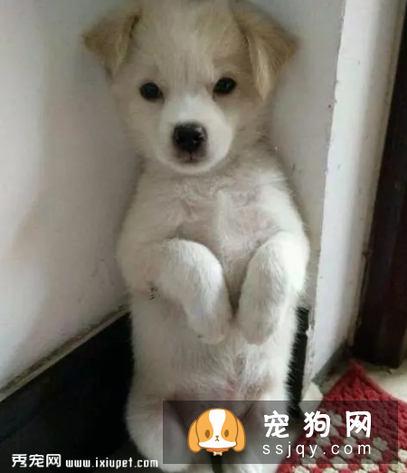 狗狗不听话应该打还是训？