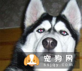 狗狗为什么突然胃口不好，应该给它吃什么？