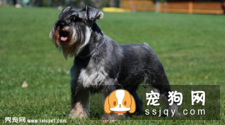 什么品种的狗最忠诚_最忠诚的狗狗排名