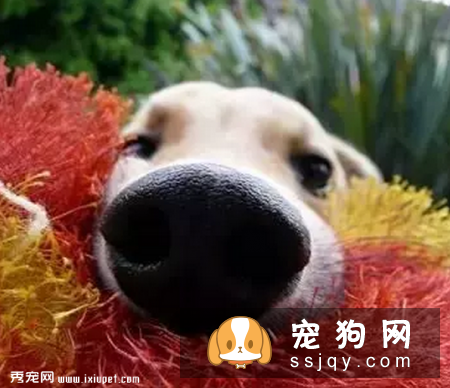 狗狗鼻子干的原因刚睡醒时,鼻子是干的