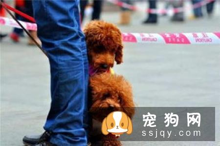狗狗在叫时处于什么状态