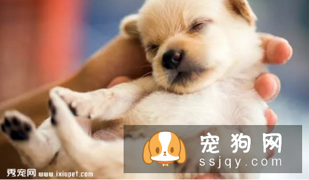 狗狗绝育是件大事，以下几点要注意