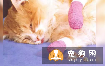 主人认为的让宠物更美丽,实则跟虐待有什么两样?