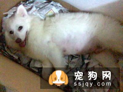 狗狗分娩过程是怎样的？