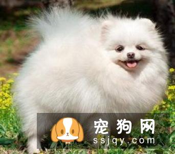 狗狗便便臭是怎么回事 狗狗便便臭的4种原因与建议