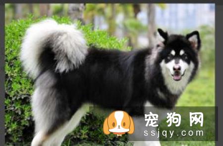哈士奇的耳朵永远不会立起来_宠物频道