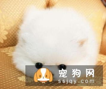 藏獒掉毛的原因及护理常识