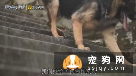 如何训练狗狗握手