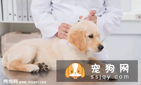 关于宠物疫苗的基本常识 你需要知道