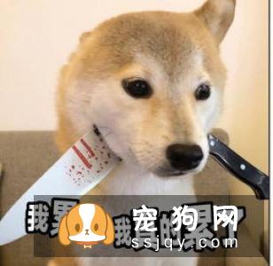 柴犬一天喂几次 给柴犬喂食的时候需要注意什么