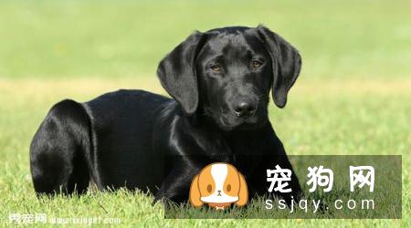 拉布拉多犬训练方法_价格|性格特点|图片