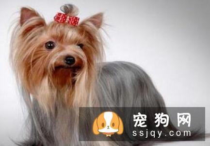 消灭不健康异味—宠物牙周病