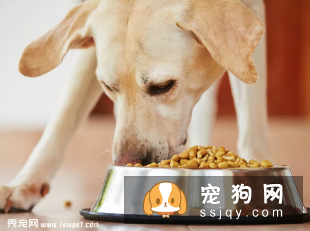 狗狗为什么会过敏?